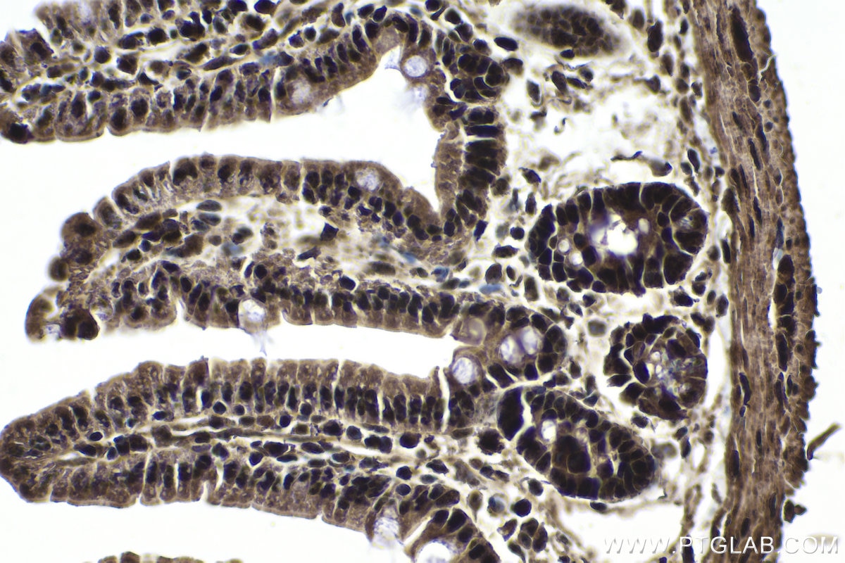 Immunohistochemical analysis of paraffin-embedded mouse small intestine tissue slide using KHC1828 (PELP1 IHC Kit).