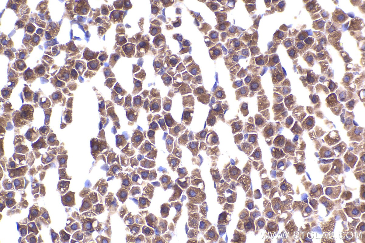 Immunohistochemical analysis of paraffin-embedded rat adrenal gland tissue slide using KHC2331 (PER3 IHC Kit).