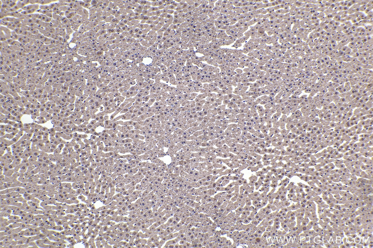 Immunohistochemical analysis of paraffin-embedded rat liver tissue slide using KHC2331 (PER3 IHC Kit).