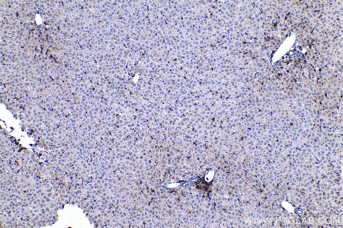 Immunohistochemical analysis of paraffin-embedded rat liver tissue slide using KHC0519 (PFN1 IHC Kit).
