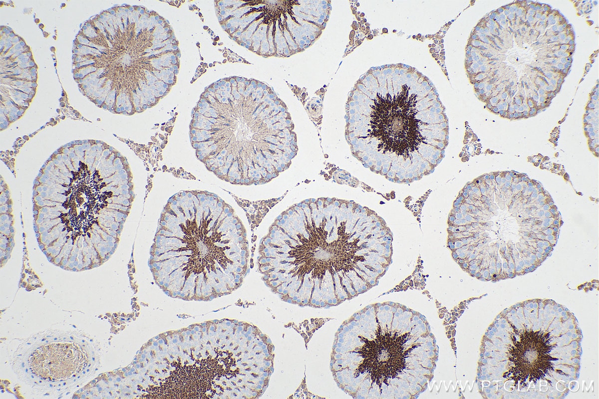 Immunohistochemical analysis of paraffin-embedded rat testis tissue slide using KHC0542 (PGK1 IHC Kit).