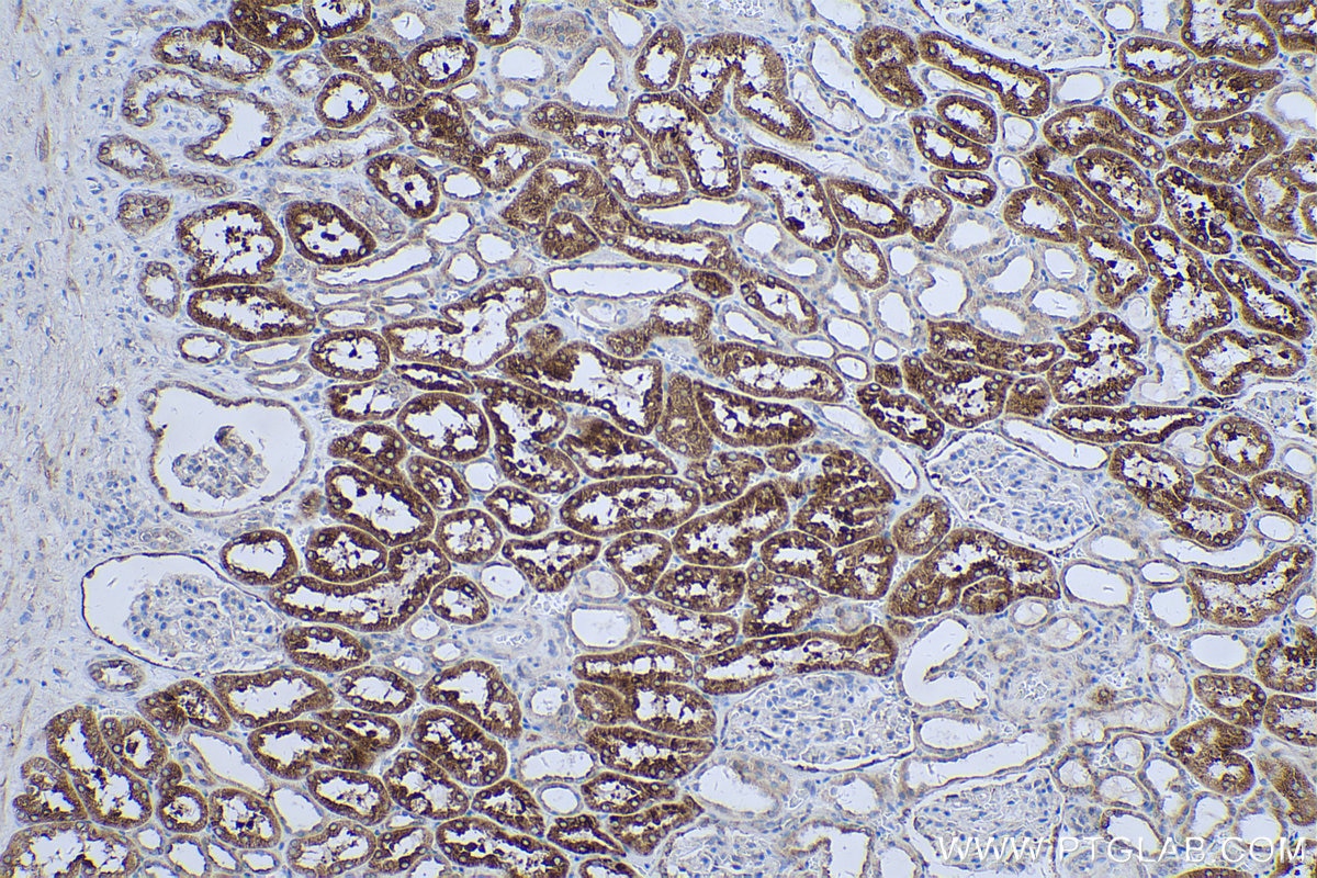 Immunohistochemical analysis of paraffin-embedded human kidney tissue slide using KHC0546 (PGRMC1 IHC Kit).
