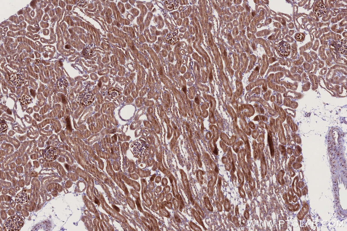 Immunohistochemical analysis of paraffin-embedded mouse kidney tissue slide using KHC2768 (PGT IHC Kit).