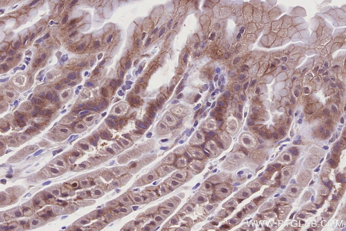 Immunohistochemical analysis of paraffin-embedded mouse stomach tissue slide using KHC2768 (PGT IHC Kit).