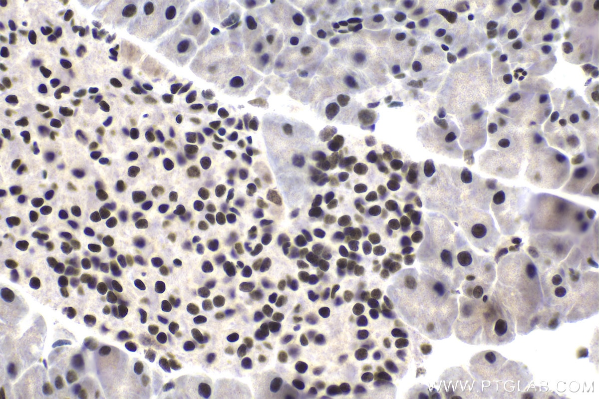 Immunohistochemical analysis of paraffin-embedded mouse pancreas tissue slide using KHC1822 (PHC2 IHC Kit).