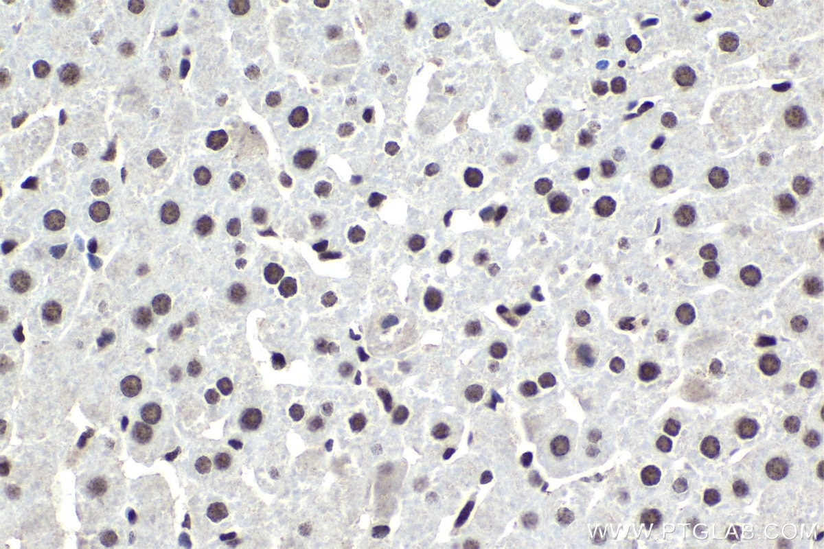 Immunohistochemical analysis of paraffin-embedded rat liver tissue slide using KHC1822 (PHC2 IHC Kit).