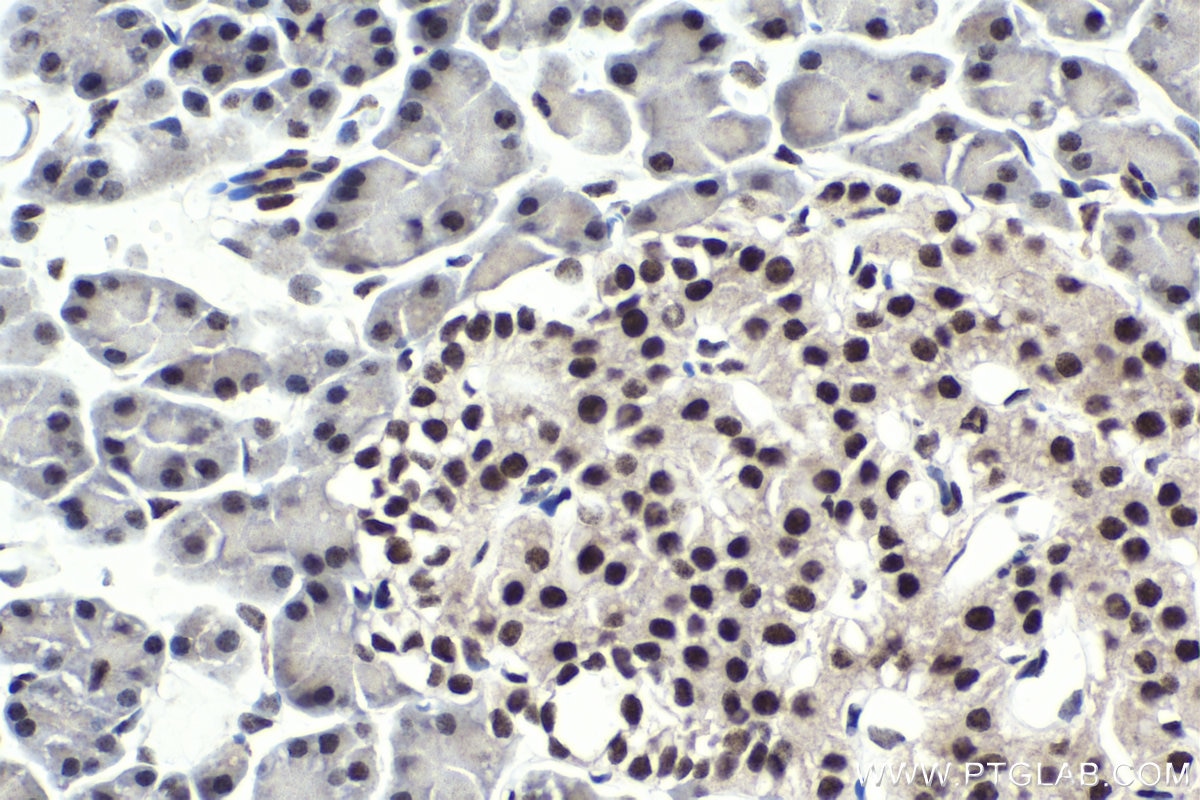 Immunohistochemical analysis of paraffin-embedded rat pancreas tissue slide using KHC1822 (PHC2 IHC Kit).