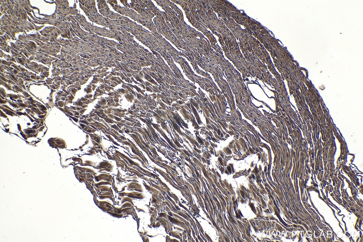 Immunohistochemical analysis of paraffin-embedded mouse heart tissue slide using KHC1225 (PHD2/EGLN1 IHC Kit).