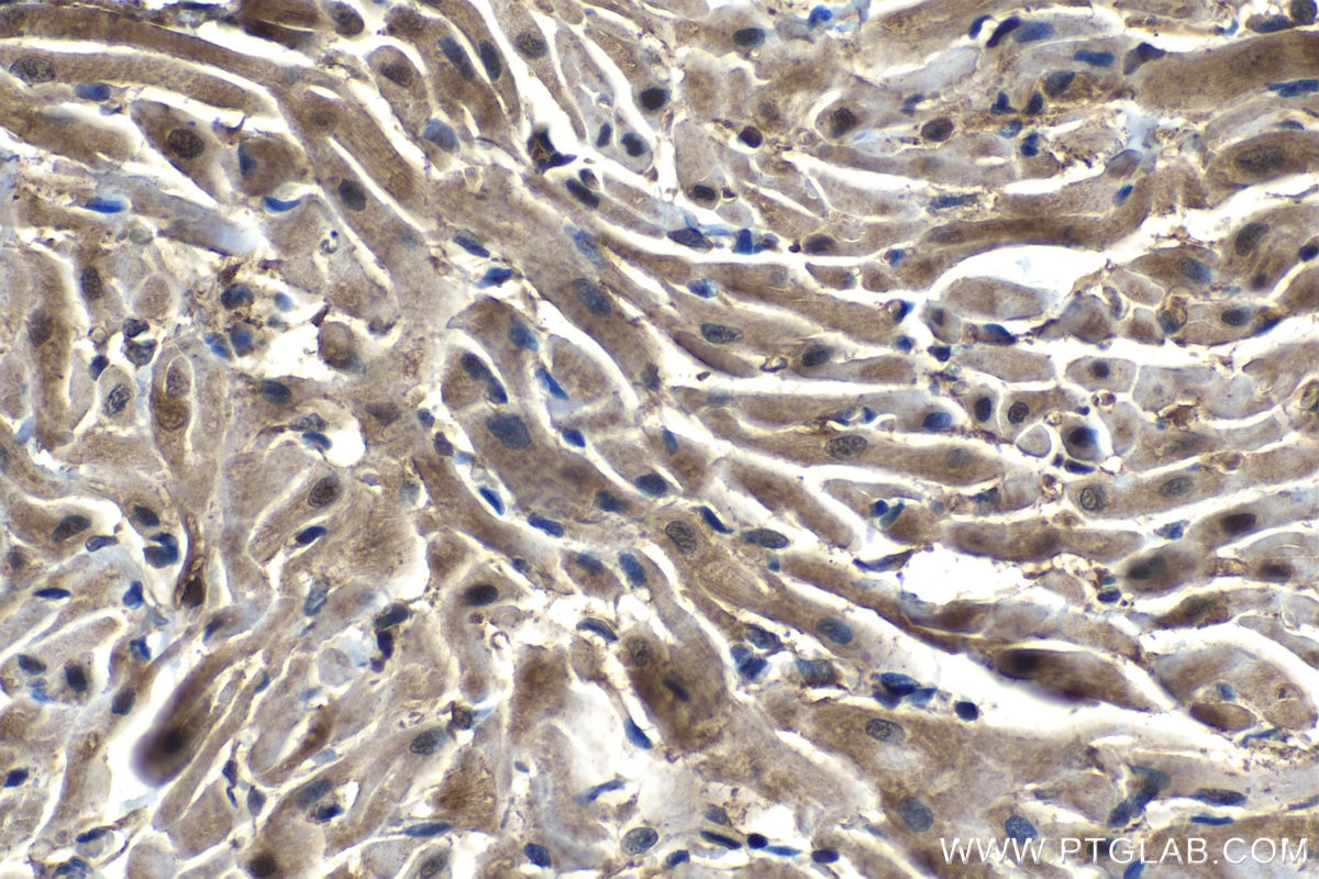 Immunohistochemical analysis of paraffin-embedded rat heart tissue slide using KHC1225 (PHD2/EGLN1 IHC Kit).