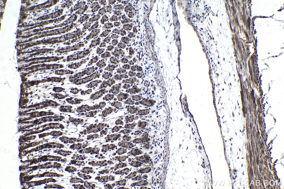 Immunohistochemical analysis of paraffin-embedded rat stomach tissue slide using KHC1450 (PHF1 IHC Kit).