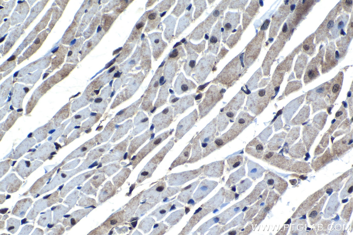 Immunohistochemical analysis of paraffin-embedded rat heart tissue slide using KHC1450 (PHF1 IHC Kit).