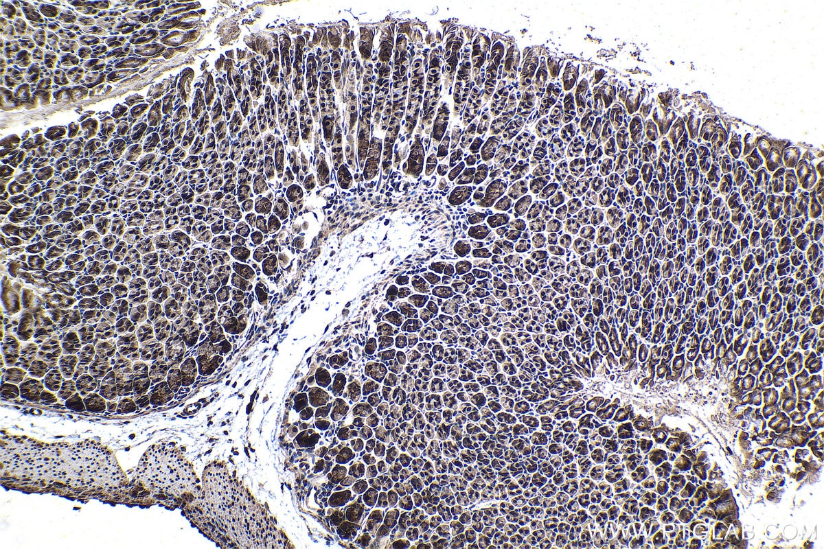 Immunohistochemical analysis of paraffin-embedded mouse stomach tissue slide using KHC1487 (PHF14 IHC Kit).
