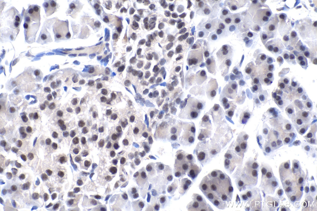 Immunohistochemical analysis of paraffin-embedded rat pancreas tissue slide using KHC1800 (PHF5A IHC Kit).