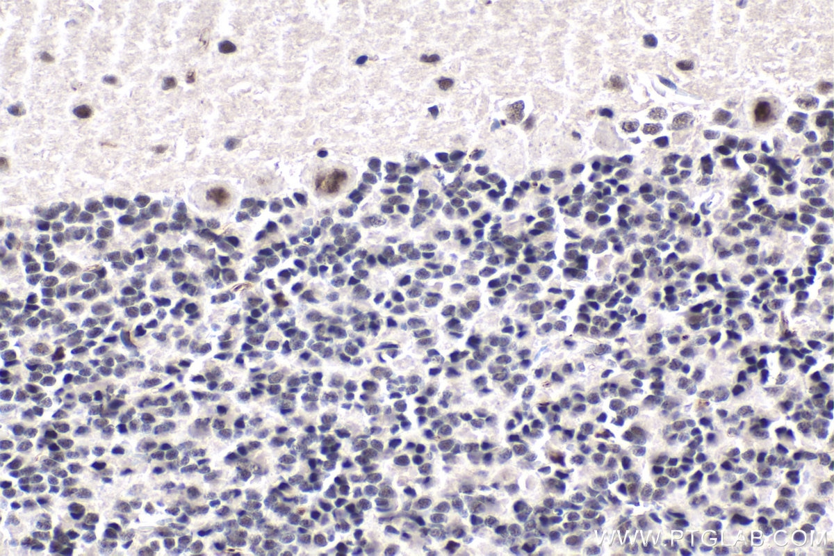 Immunohistochemical analysis of paraffin-embedded rat cerebellum tissue slide using KHC1800 (PHF5A IHC Kit).