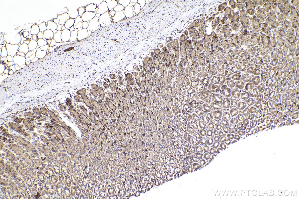 Immunohistochemical analysis of paraffin-embedded rat stomach tissue slide using KHC2273 (PHKA2 IHC Kit).