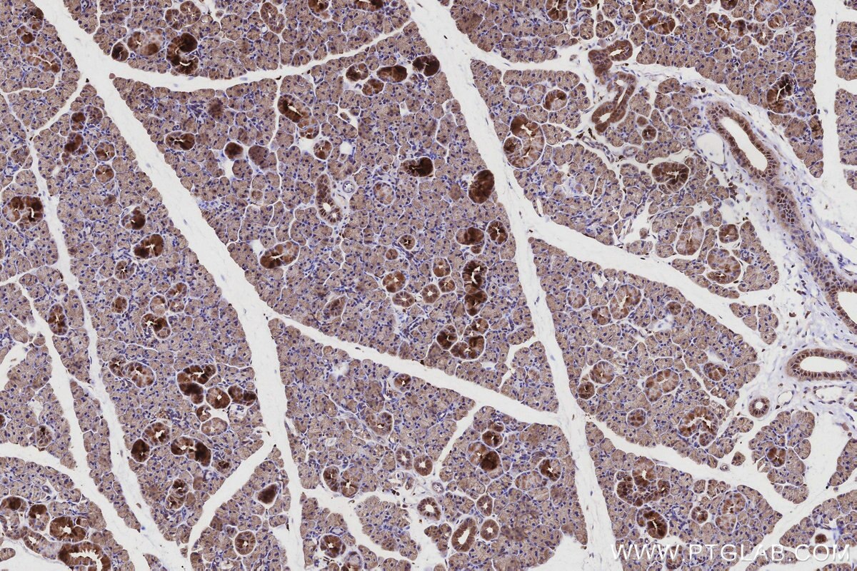 Immunohistochemical analysis of paraffin-embedded rat salivary gland tissue slide using KHC3161 (PIGR IHC Kit).