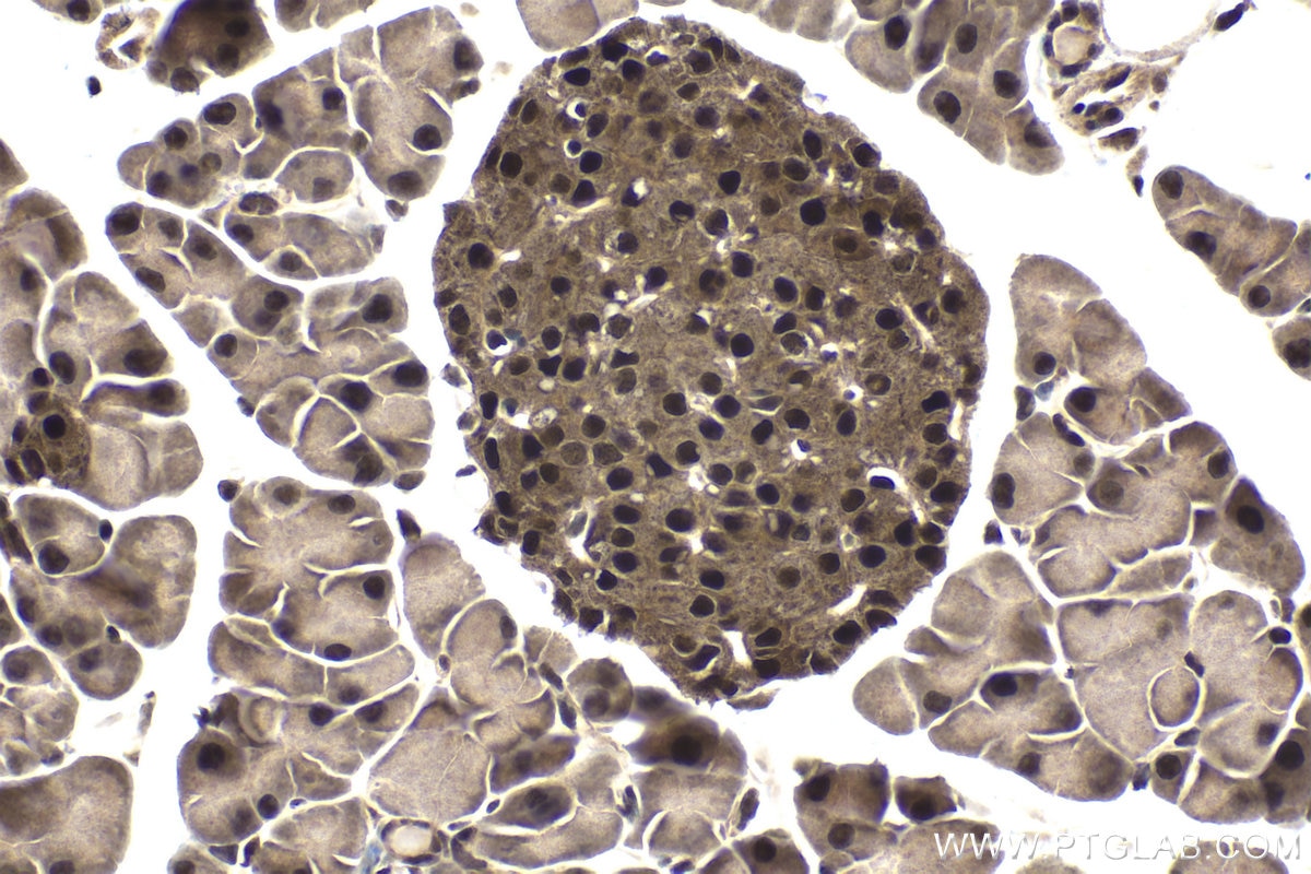 Immunohistochemical analysis of paraffin-embedded mouse pancreas tissue slide using KHC1716 (PIN1 IHC Kit).