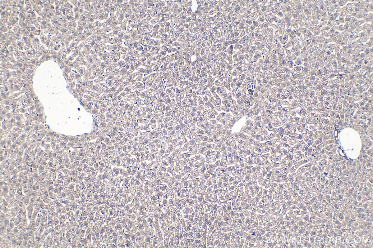 Immunohistochemical analysis of paraffin-embedded mouse liver tissue slide using KHC1370 (PITRM1 IHC Kit).