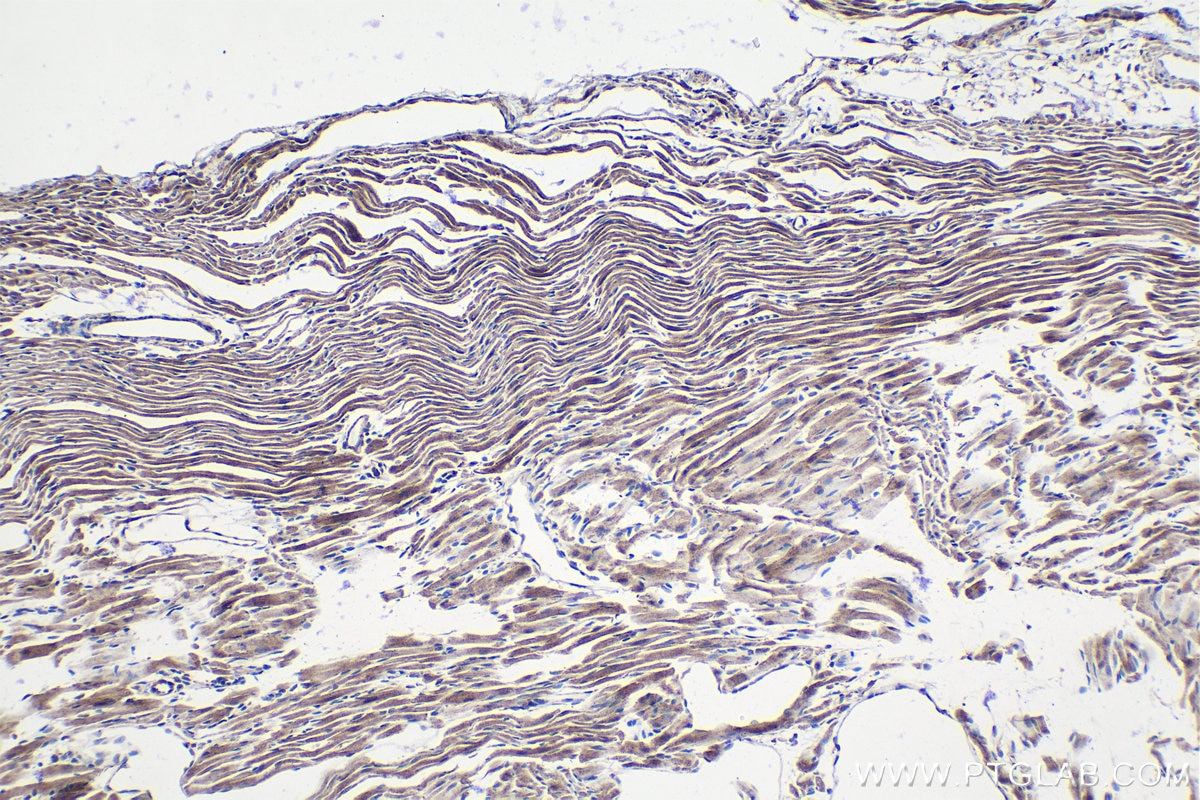 Immunohistochemical analysis of paraffin-embedded mouse heart tissue slide using KHC1370 (PITRM1 IHC Kit).