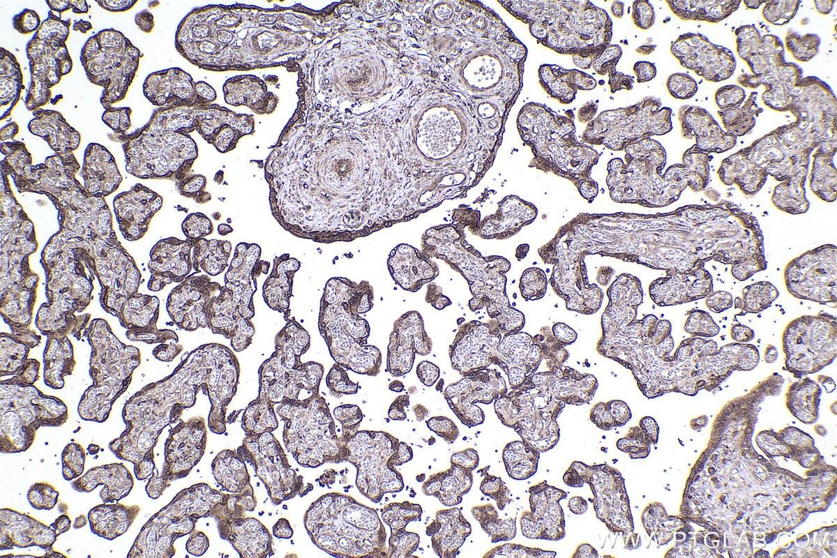 Immunohistochemical analysis of paraffin-embedded human placenta tissue slide using KHC2343 (PKIA IHC Kit).