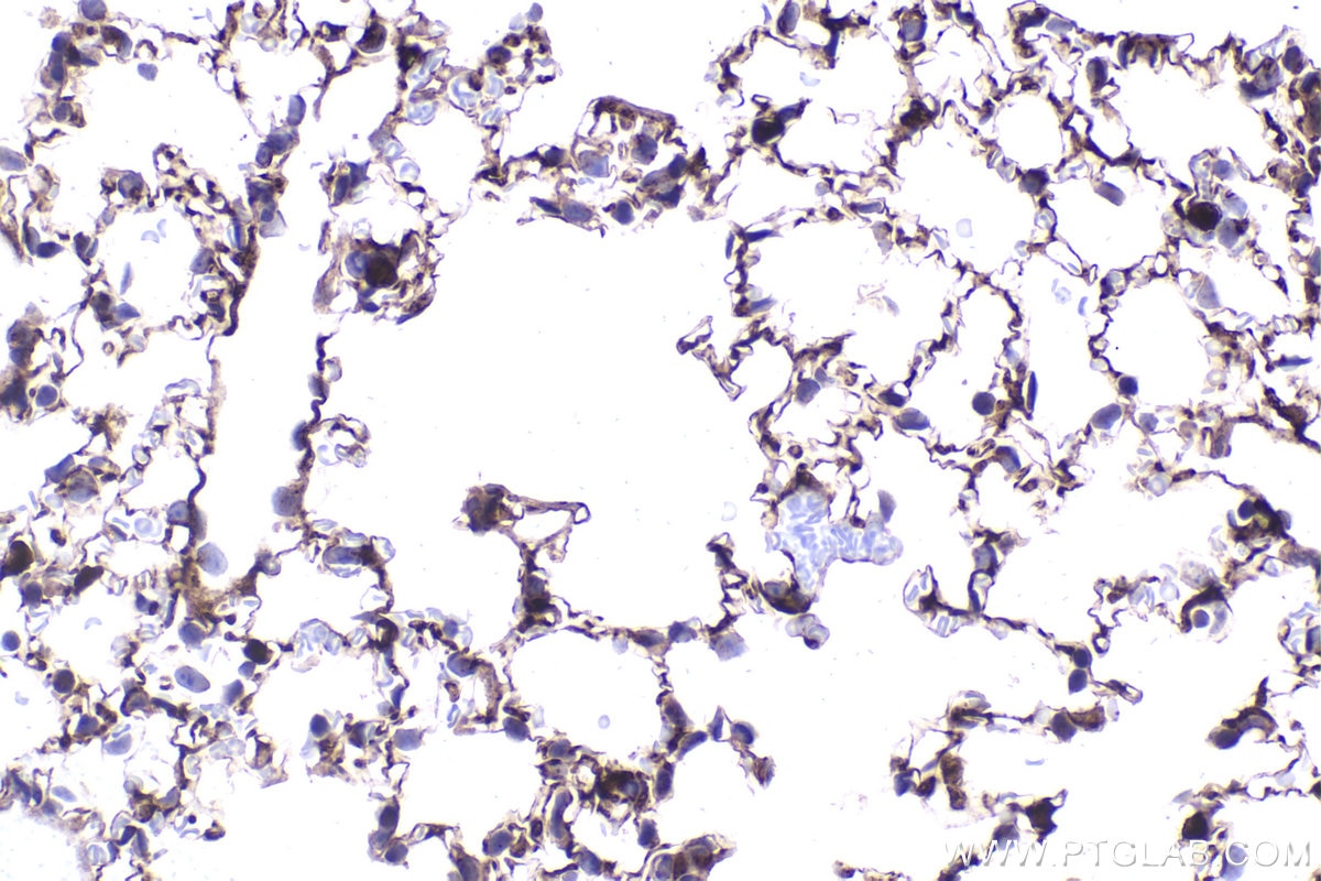 Immunohistochemical analysis of paraffin-embedded mouse lung tissue slide using KHC2343 (PKIA IHC Kit).