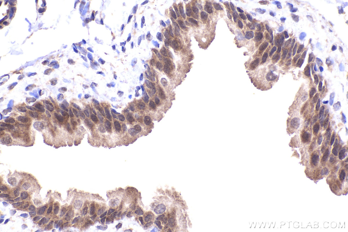 Immunohistochemical analysis of paraffin-embedded rat bladder tissue slide using KHC2343 (PKIA IHC Kit).