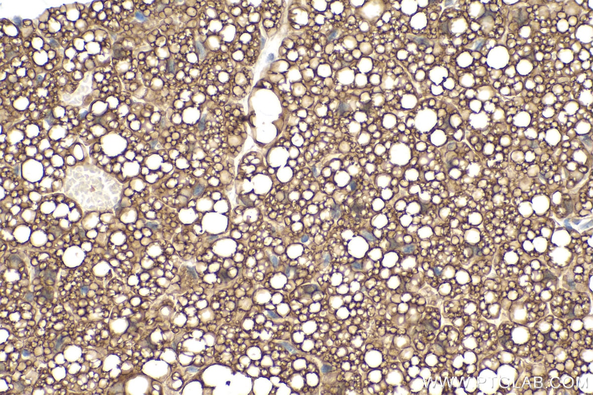 Immunohistochemical analysis of paraffin-embedded mouse brown adipose tissue slide using KHC0228 (PLIN1 IHC Kit).