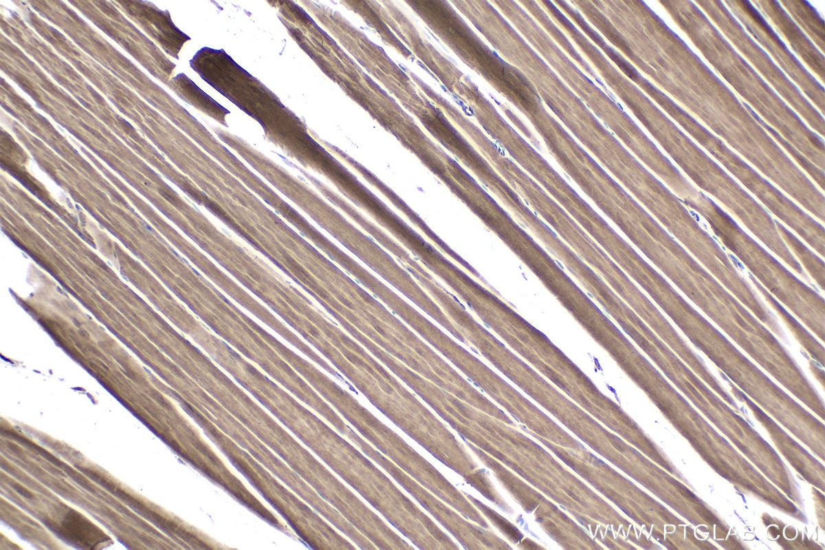 Immunohistochemical analysis of paraffin-embedded rat skeletal muscle tissue slide using KHC1931 (PLK3 IHC Kit).