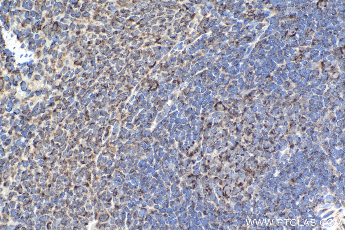 Immunohistochemical analysis of paraffin-embedded rat spleen tissue slide using KHC1436 (PLSCR1 IHC Kit).