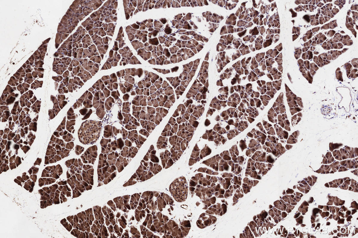 Immunohistochemical analysis of paraffin-embedded mouse pancreas tissue slide using KHC3229 (PLTP IHC Kit).