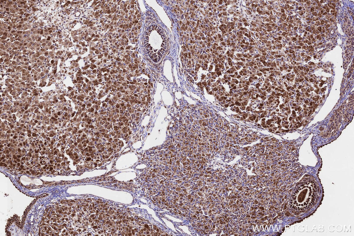 Immunohistochemical analysis of paraffin-embedded rat ovary tissue slide using KHC3229 (PLTP IHC Kit).