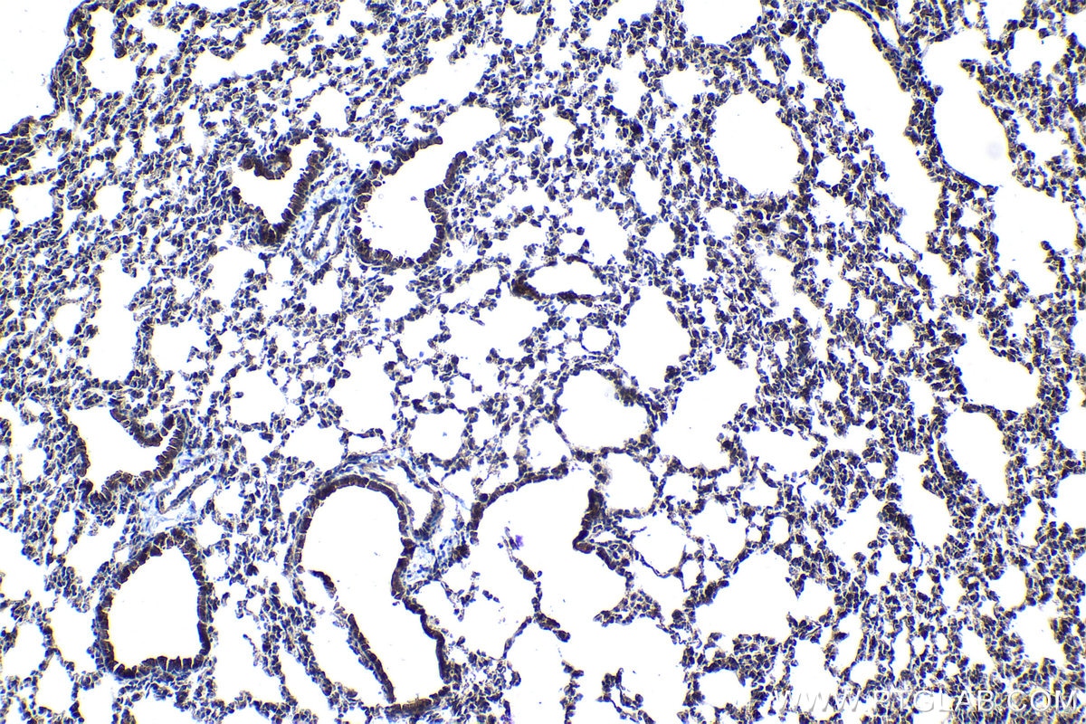 Immunohistochemical analysis of paraffin-embedded mouse lung tissue slide using KHC1090 (PLUNC IHC Kit).