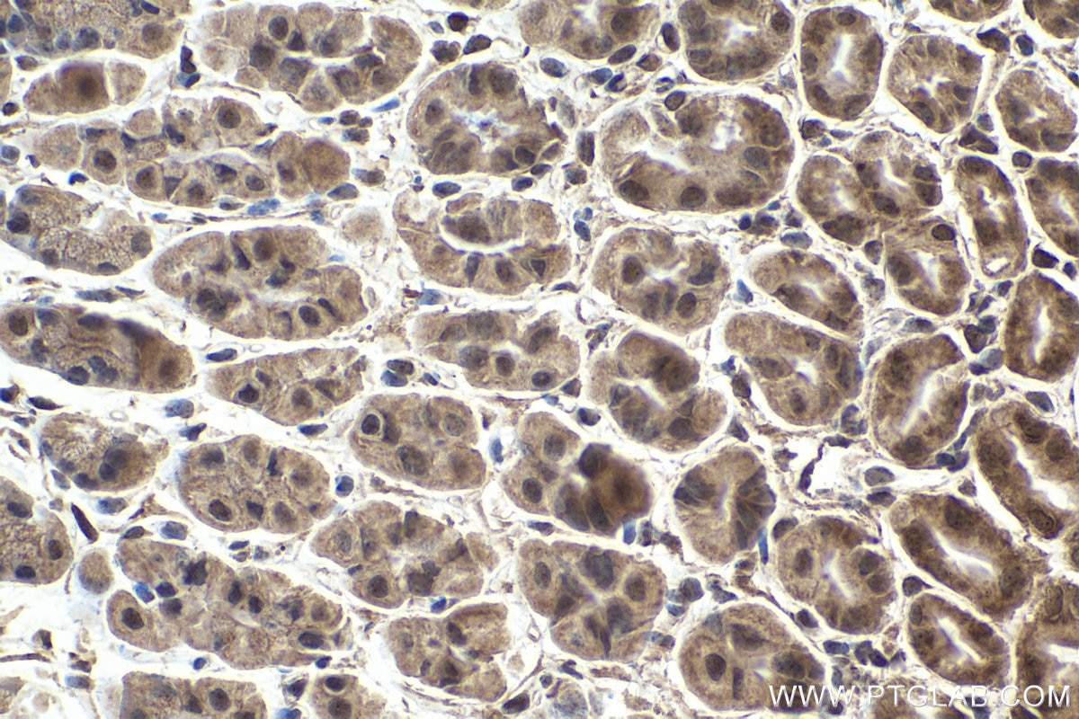 Immunohistochemical analysis of paraffin-embedded mouse stomach tissue slide using KHC1576 (PML IHC Kit).