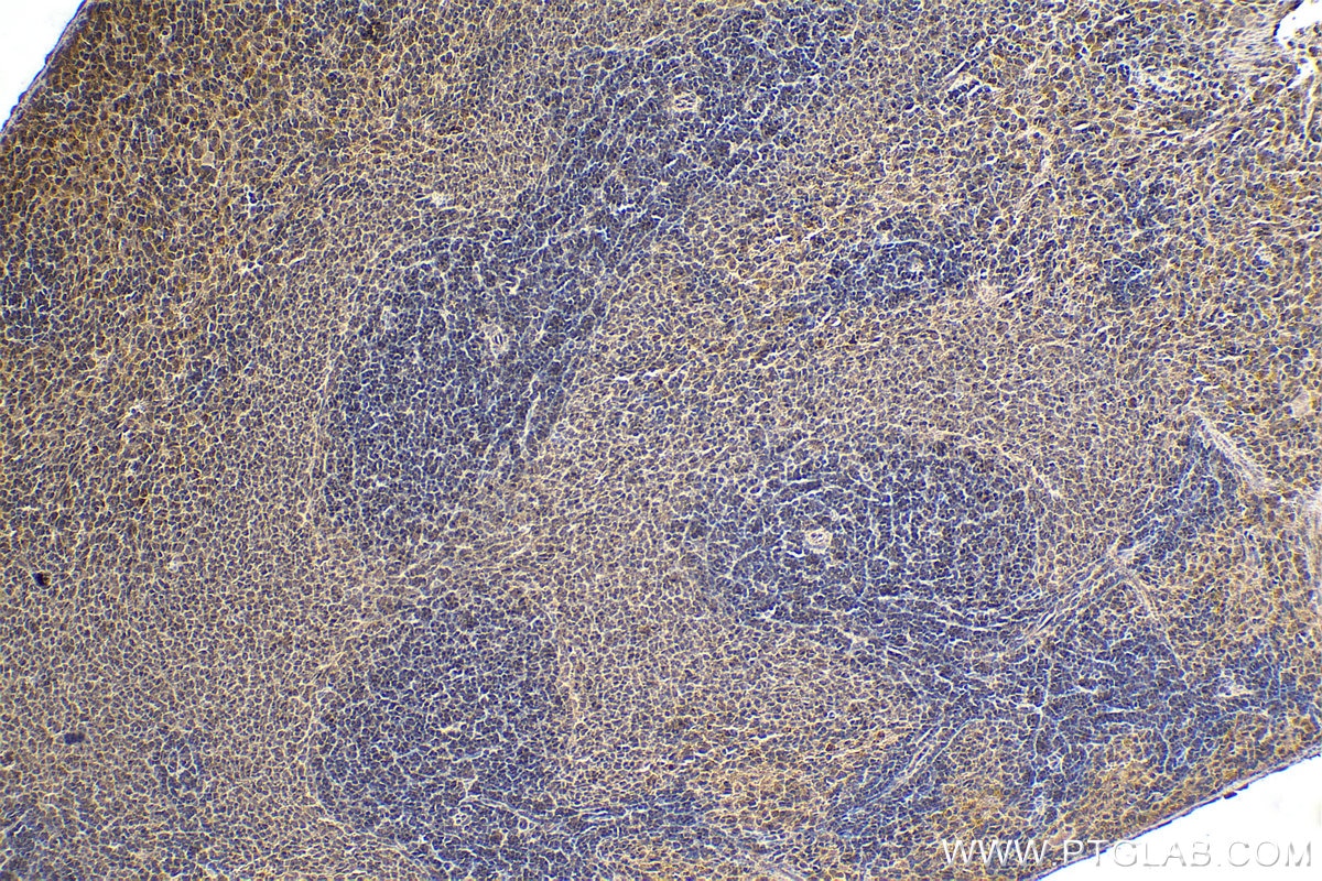 Immunohistochemical analysis of paraffin-embedded rat spleen tissue slide using KHC1576 (PML IHC Kit).