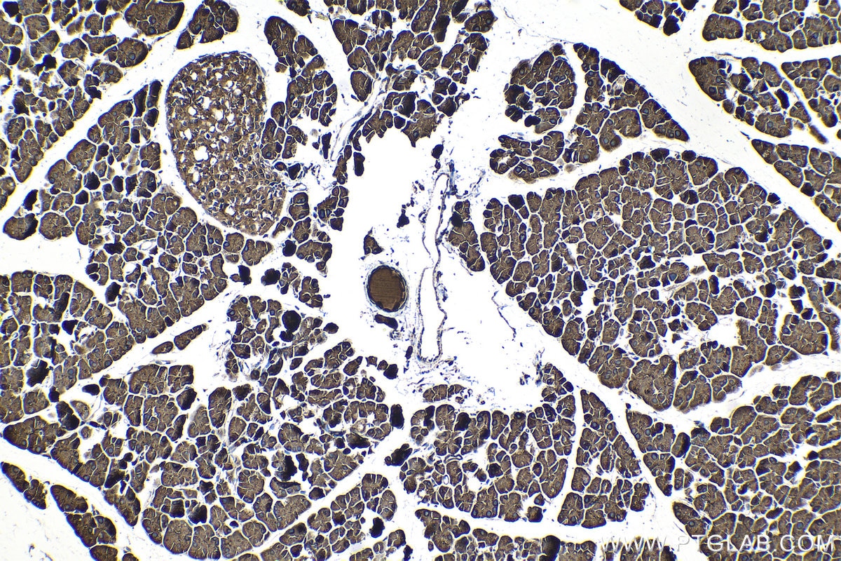 Immunohistochemical analysis of paraffin-embedded mouse pancreas tissue slide using KHC1332 (PNLIP IHC Kit).