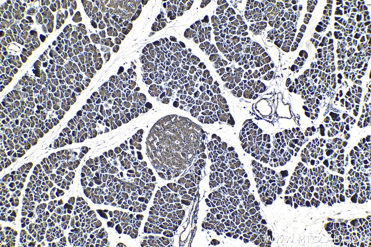 Immunohistochemical analysis of paraffin-embedded rat pancreas tissue slide using KHC1332 (PNLIP IHC Kit).