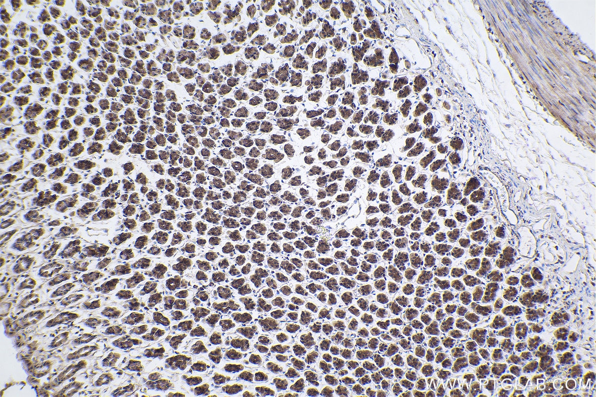 Immunohistochemical analysis of paraffin-embedded rat stomach tissue slide using KHC1908 (POLDIP3/SKAR IHC Kit).