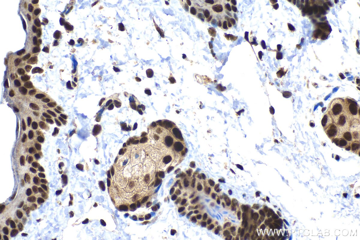 Immunohistochemical analysis of paraffin-embedded rat skin tissue slide using KHC1544 (POLR2C IHC Kit).