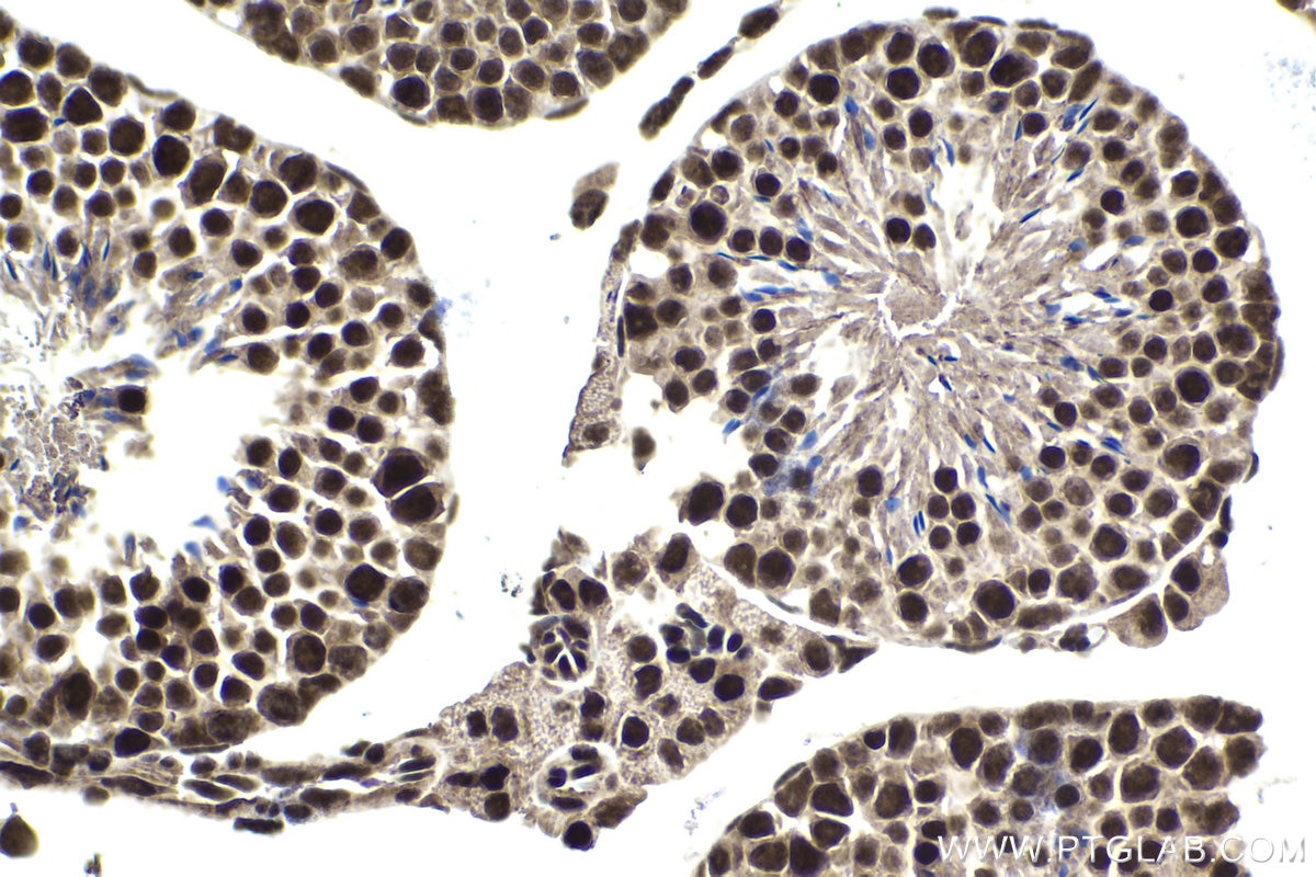 Immunohistochemical analysis of paraffin-embedded mouse testis tissue slide using KHC1446 (POLR2D IHC Kit).