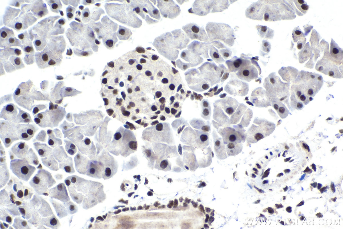 Immunohistochemical analysis of paraffin-embedded mouse pancreas tissue slide using KHC1640 (POLR2F IHC Kit).