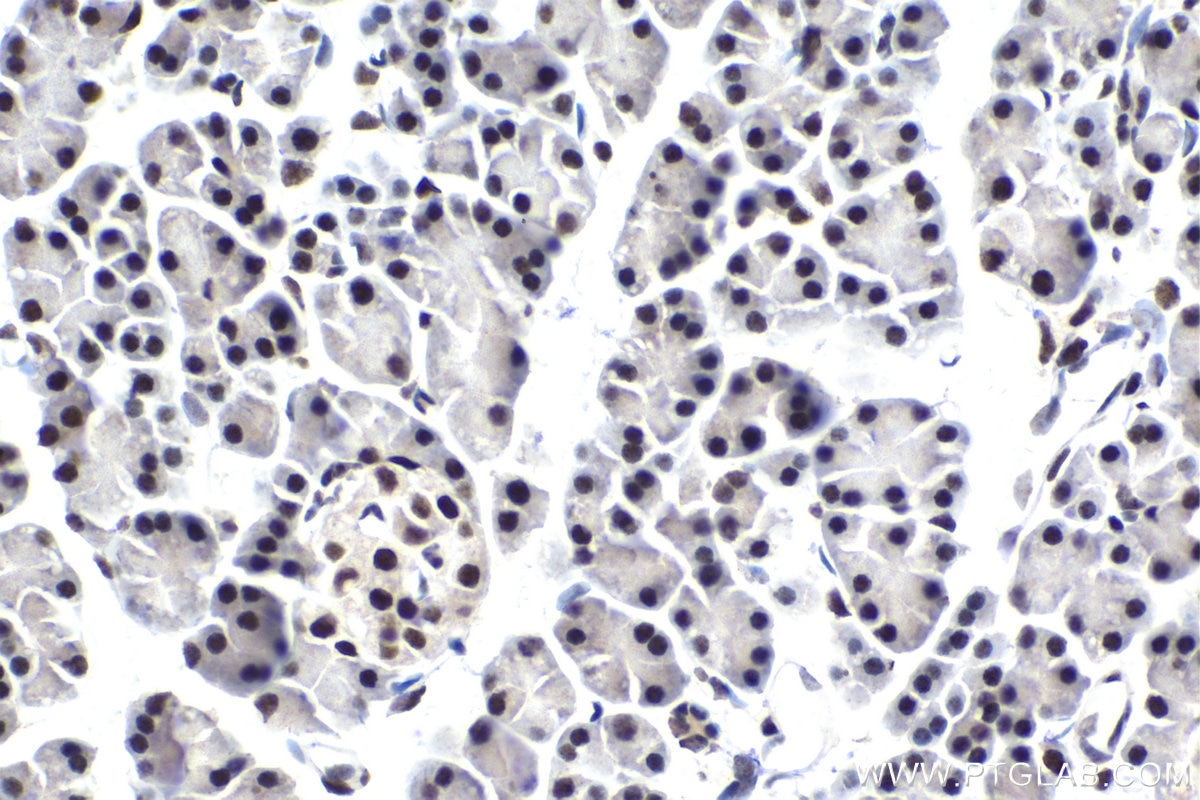 Immunohistochemical analysis of paraffin-embedded rat pancreas tissue slide using KHC1640 (POLR2F IHC Kit).