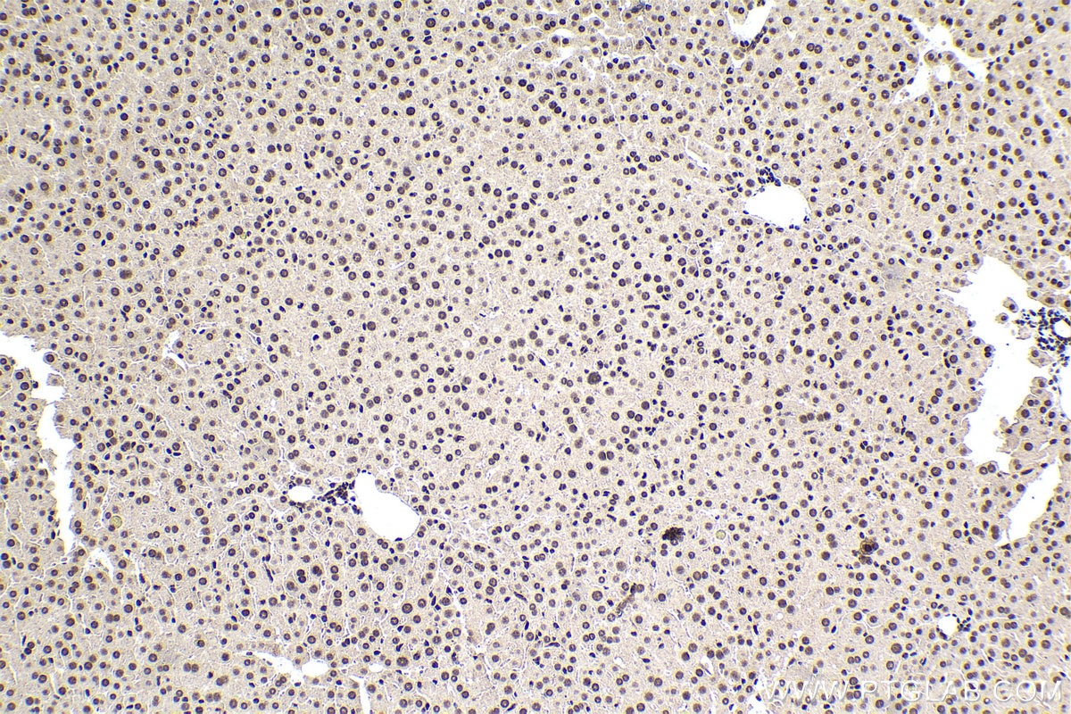 Immunohistochemical analysis of paraffin-embedded mouse liver tissue slide using KHC1600 (POLR2I IHC Kit).
