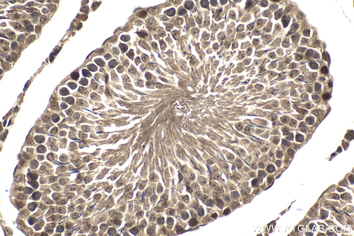 Immunohistochemical analysis of paraffin-embedded rat testis tissue slide using KHC2071 (POLR3G IHC Kit).