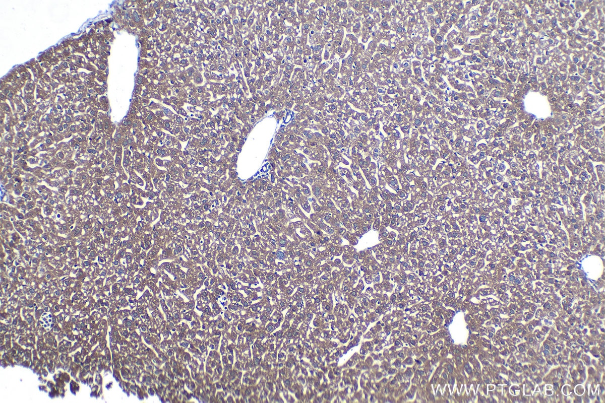 Immunohistochemical analysis of paraffin-embedded mouse liver tissue slide using KHC1254 (PON2 IHC Kit).