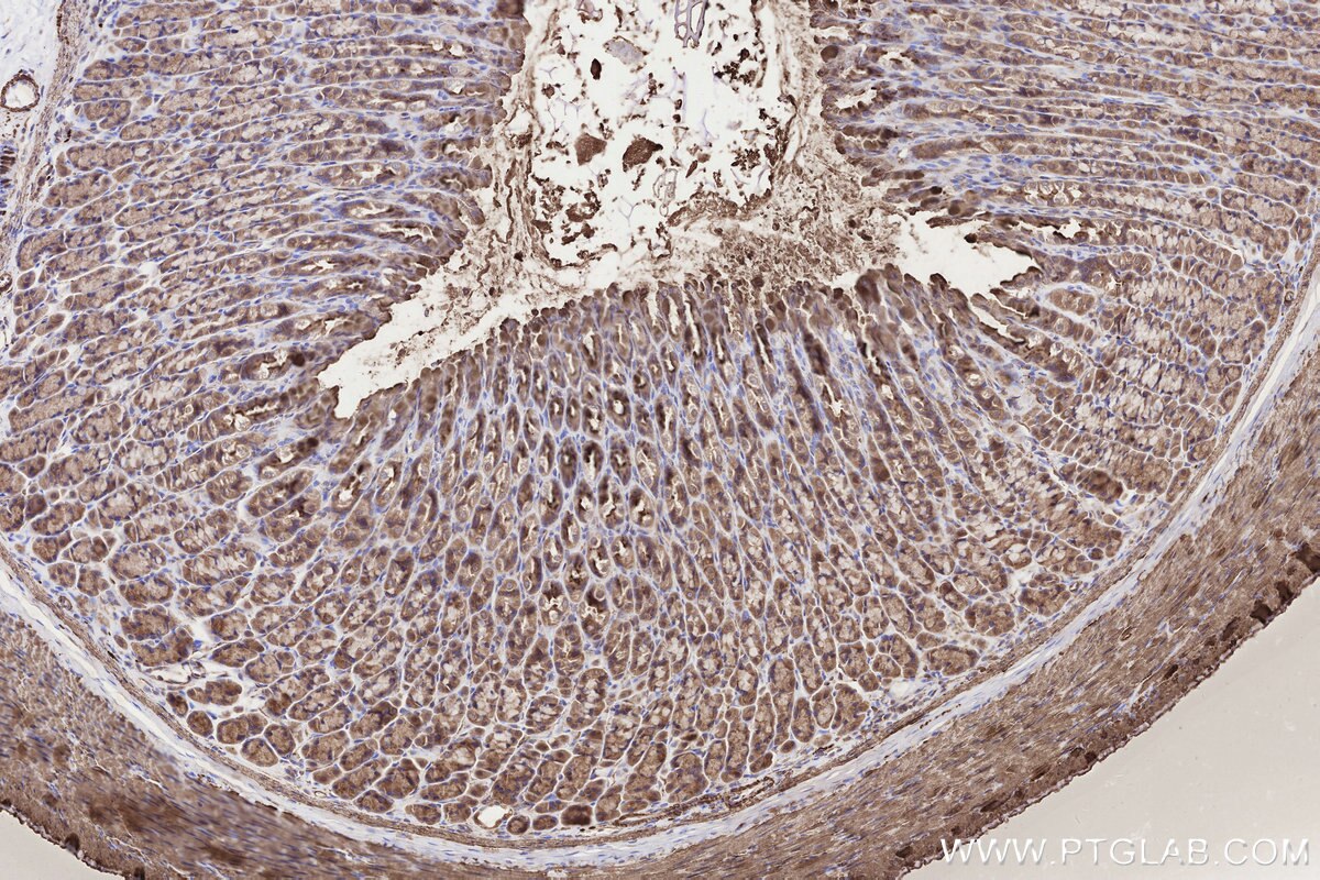 Immunohistochemical analysis of paraffin-embedded rat stomach tissue slide using KHC3247 (PPAT IHC Kit).