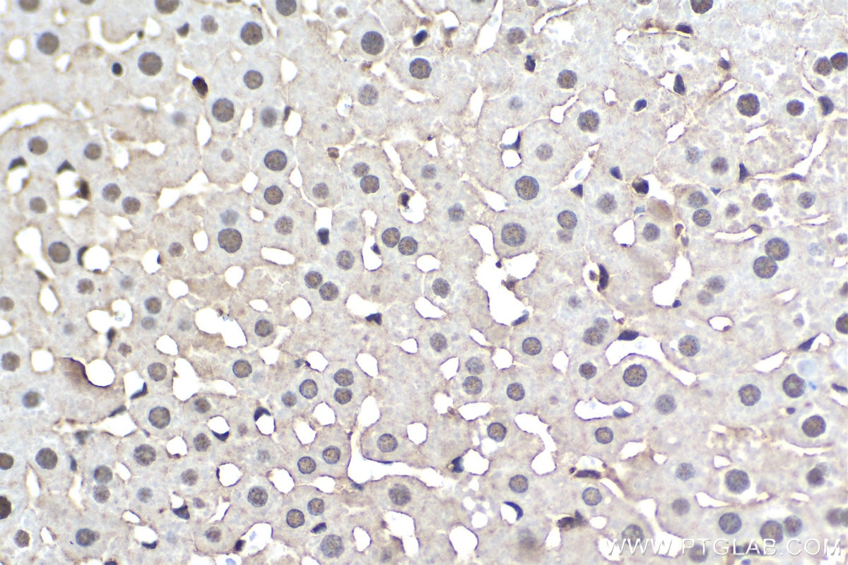 Immunohistochemical analysis of paraffin-embedded rat liver tissue slide using KHC1686 (PPID IHC Kit).