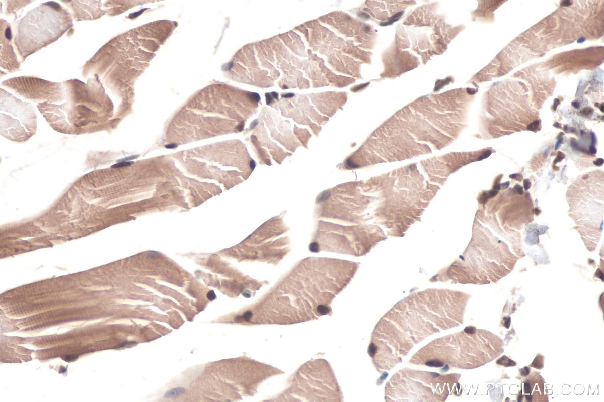 Immunohistochemical analysis of paraffin-embedded mouse skeletal muscle tissue slide using KHC0836 (PPIL1 IHC Kit).