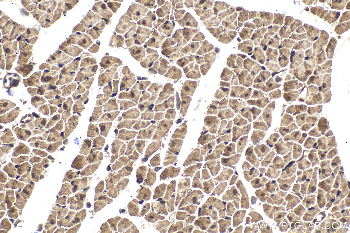 Immunohistochemical analysis of paraffin-embedded rat heart tissue slide using KHC1586 (PPM1A IHC Kit).