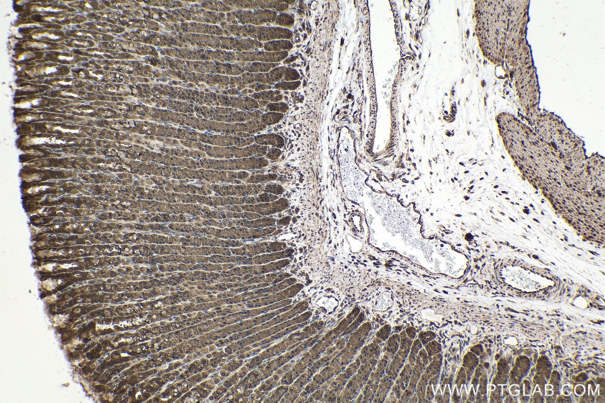 Immunohistochemical analysis of paraffin-embedded rat stomach tissue slide using KHC1586 (PPM1A IHC Kit).