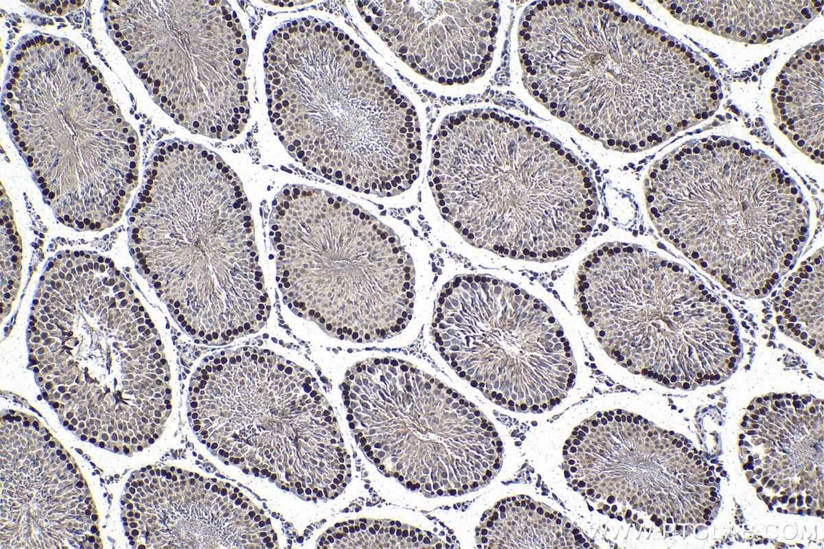 Immunohistochemical analysis of paraffin-embedded rat testis tissue slide using KHC1302 (PPM1G IHC Kit).